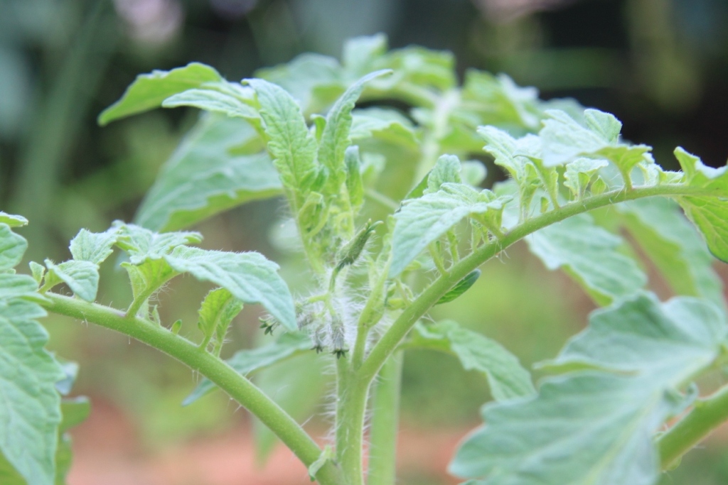 My little vegetable garden Tomato, three but one is wilting.