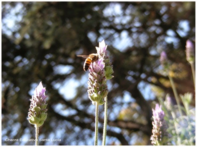 Abeja en alhucema - Chacra Educativa Santa Lucía Abejas en alhucema - Chacra Educativa Santa Lucía