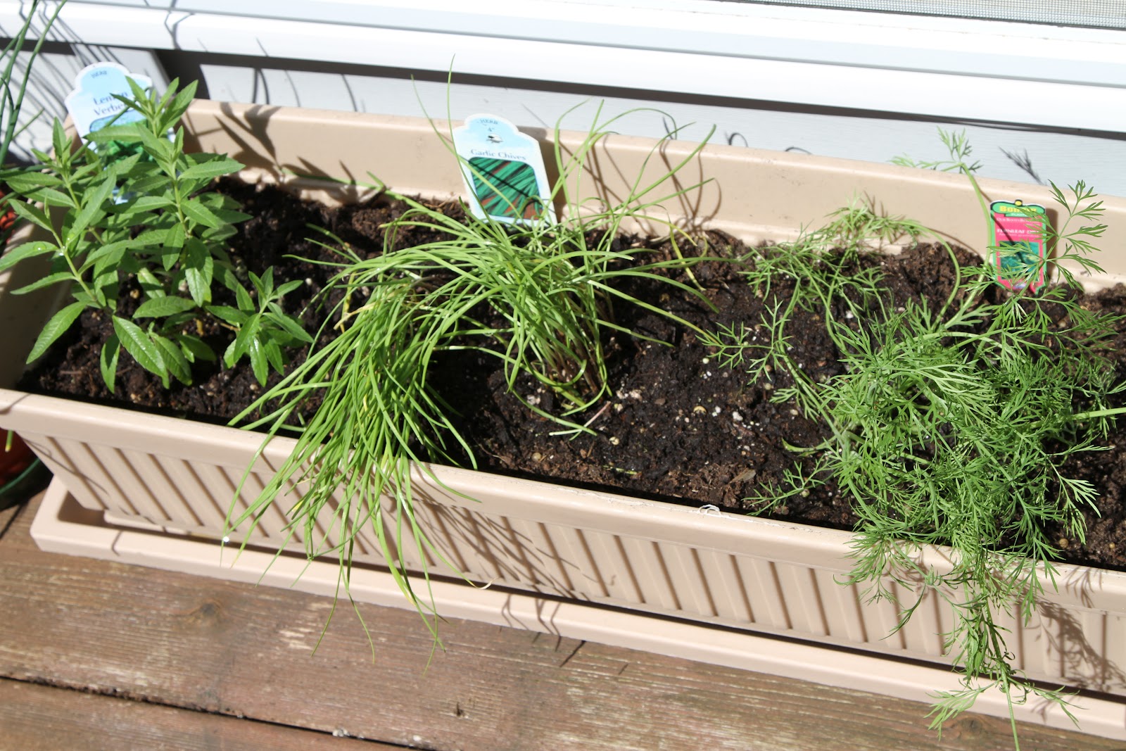 Tasty Travels food talks I listen Herb Container Garden Herb Container Garden Container Marionberry and Planting out Cherry Tomatoes