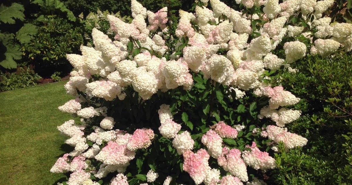 Shoreline Area News In The Garden Now Firefly Hydrangea