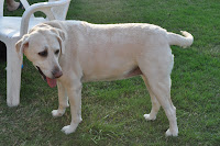 Holly