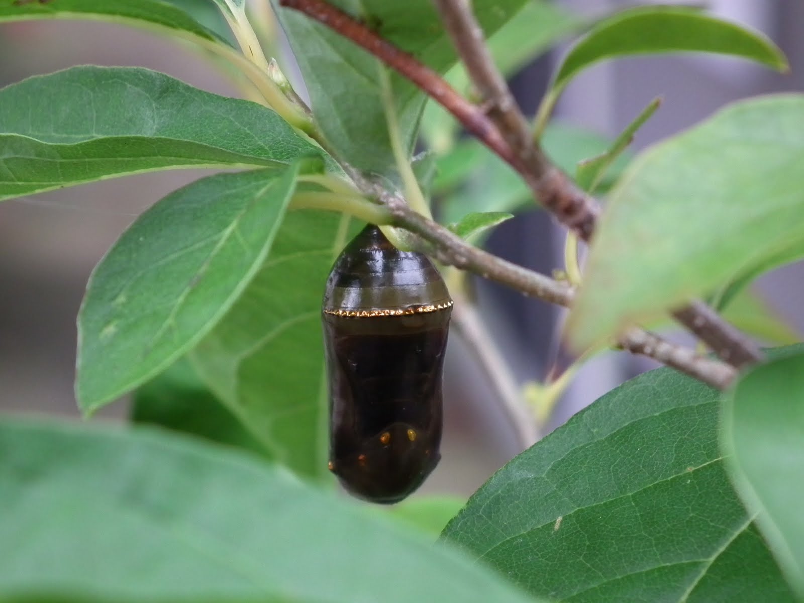 to my Garden MILKWEED AND MONARCHS