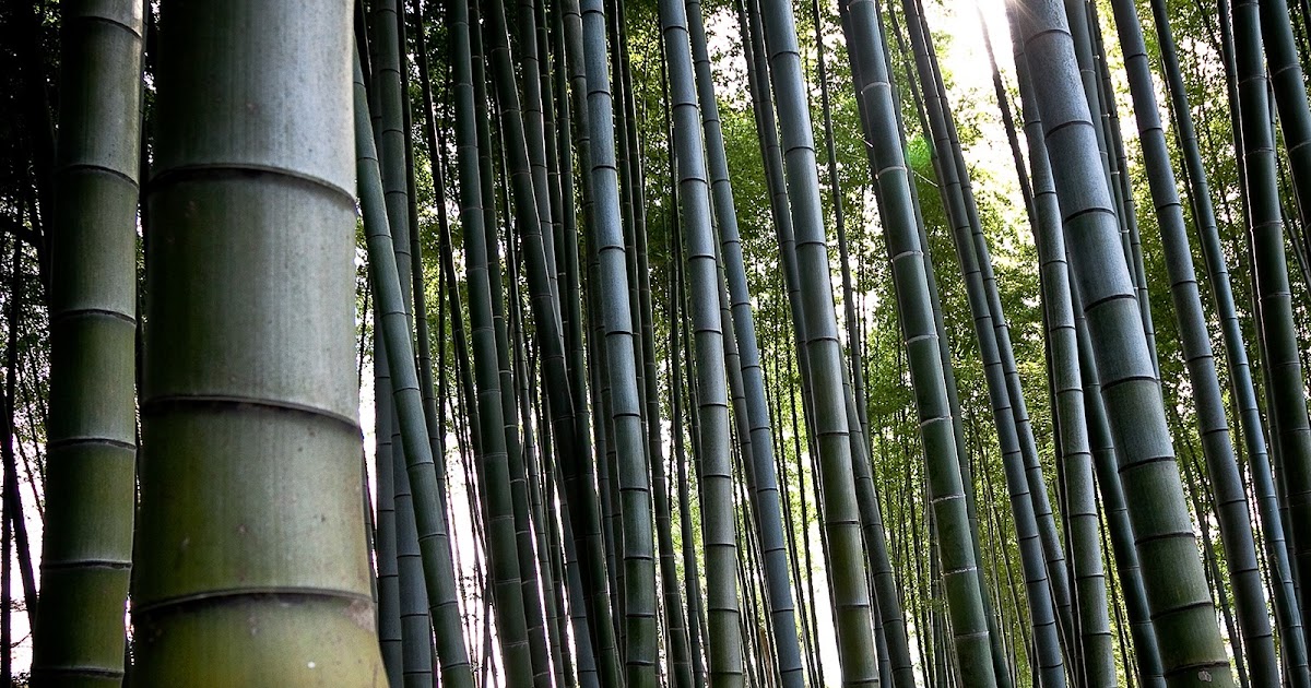 Bamboo Wallpaper Bamboo Textured Wallpaper