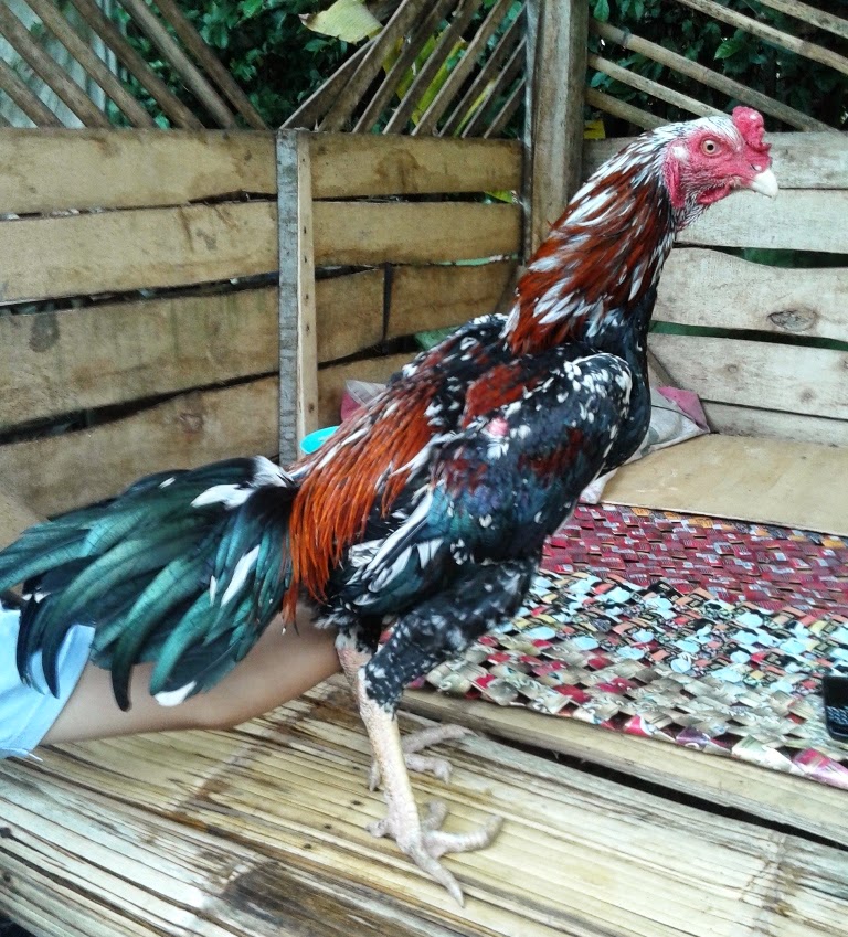 Ayam Aduan Garut: Mei 2015