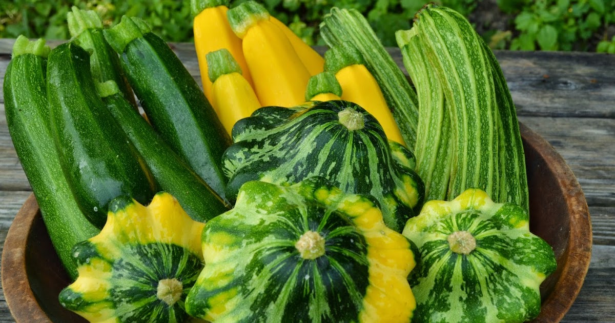 Harmony Valley Farm Summer Squash Zucchini and Scallopini Squash