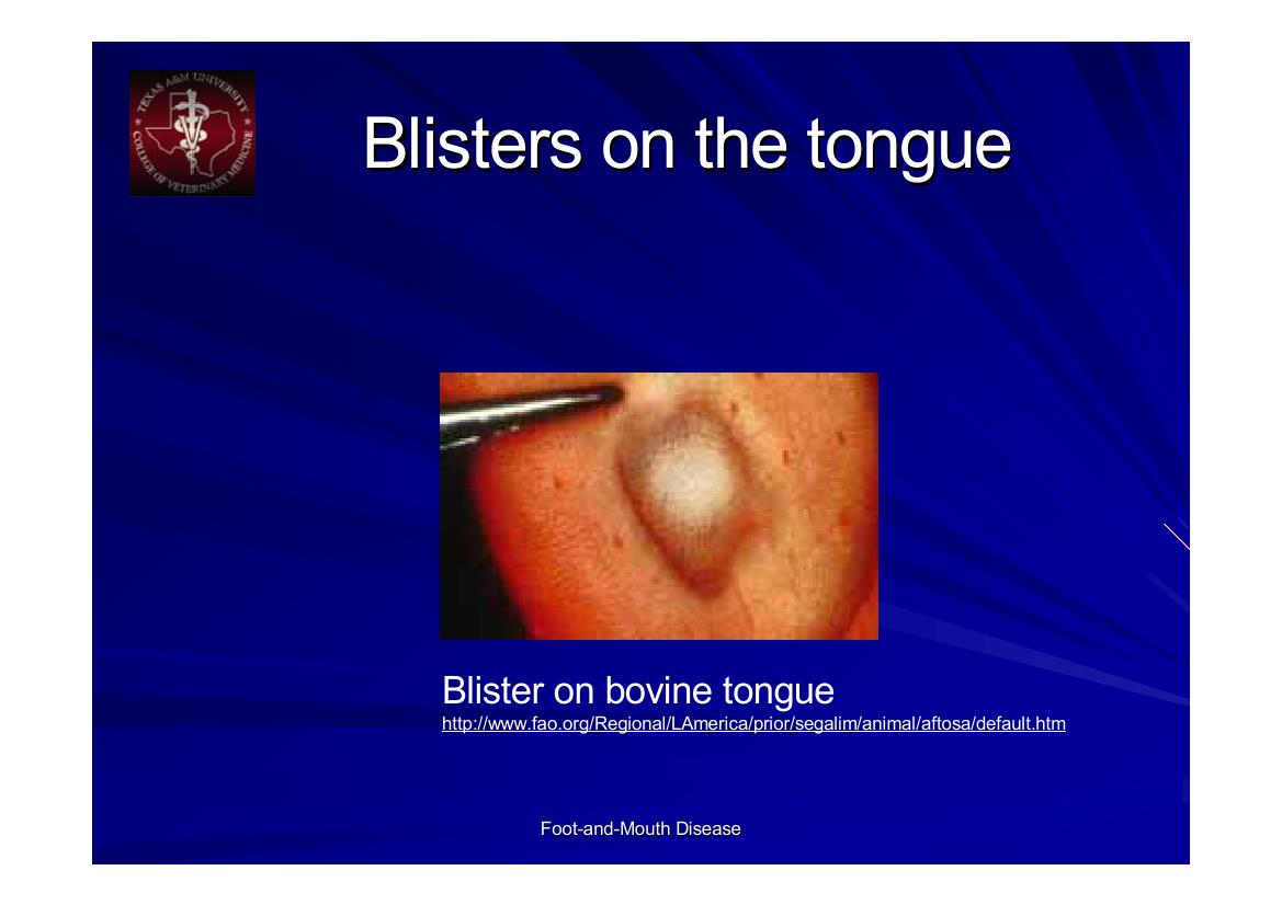 الحمى القلاعية_foot &mouth disease poultry science