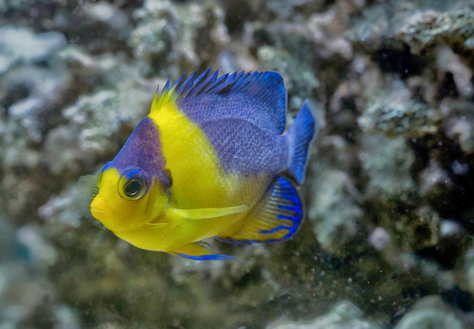 brood stock management spawning