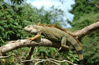 Iguana