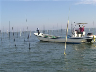 養殖施設の設置作業開始 ハマグリ アサリ 熊本海苔なら川口漁業協同組合