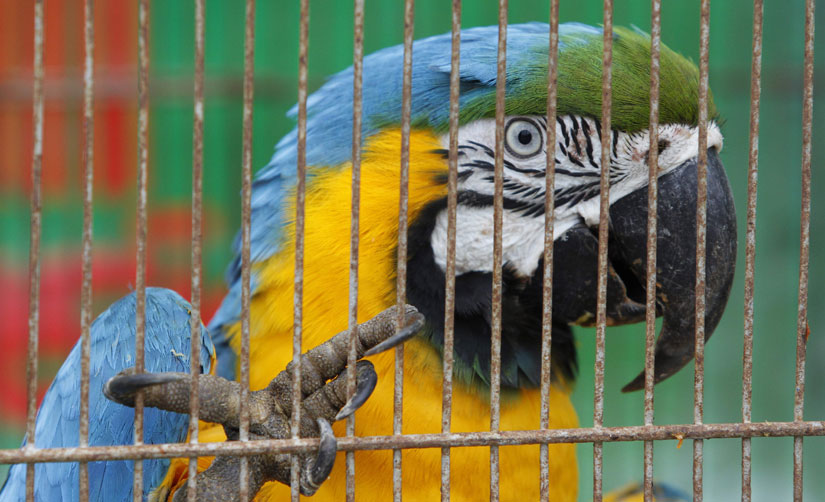 Diga Não ao Tráfico de Aves