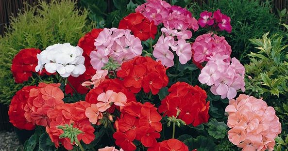 Geranium: çiçeklenme mucizesinin bakımı 53