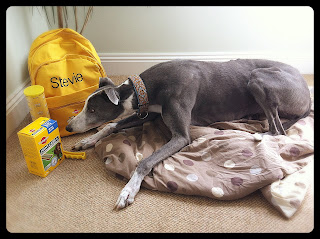 Stevie, greyhound, inspects his Joint Care trial pack