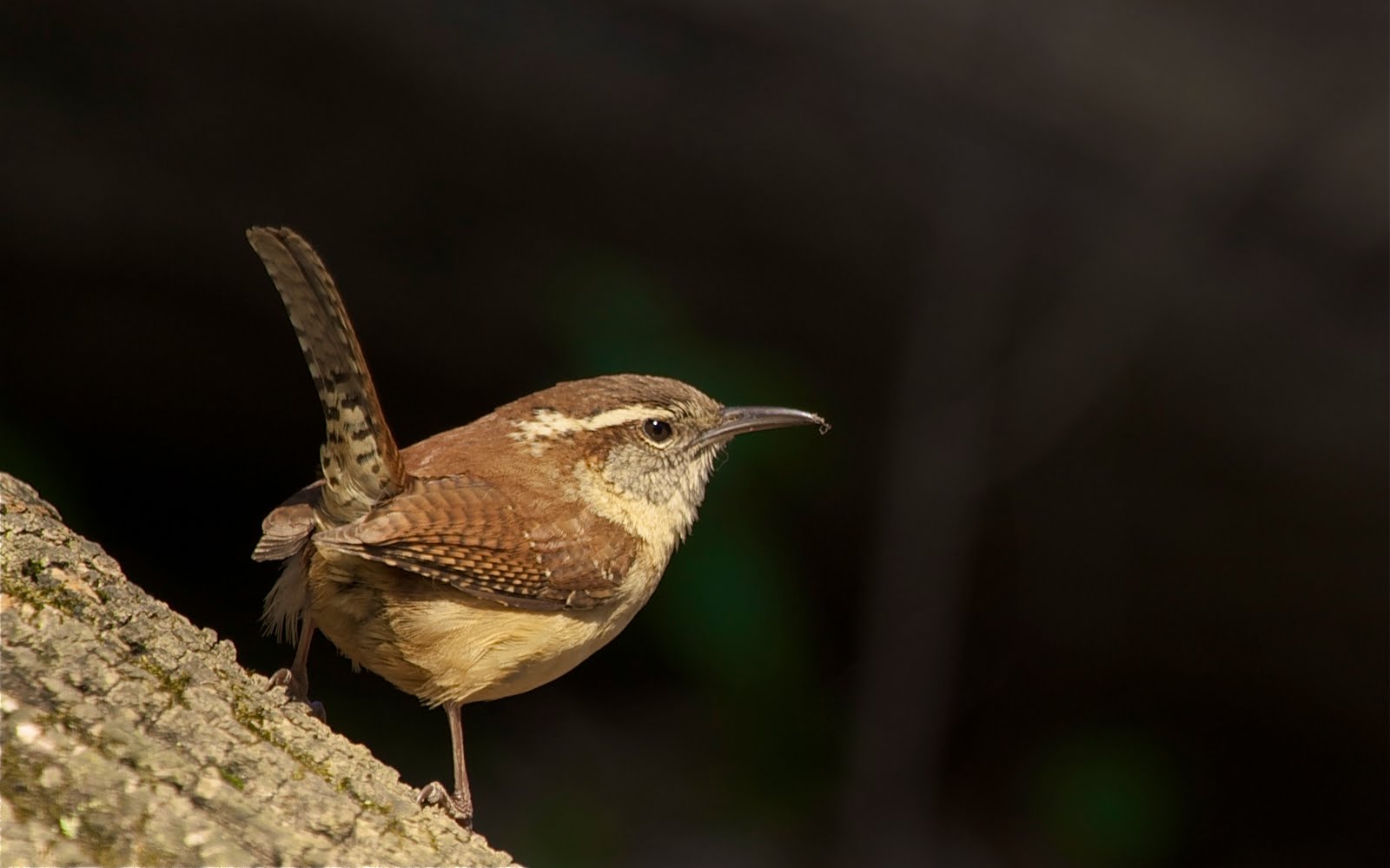 back in the u s a carolina wren back in the u s a carolina wren