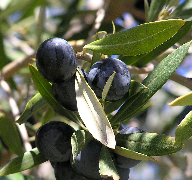 JayGee library log: Curing your own olives
