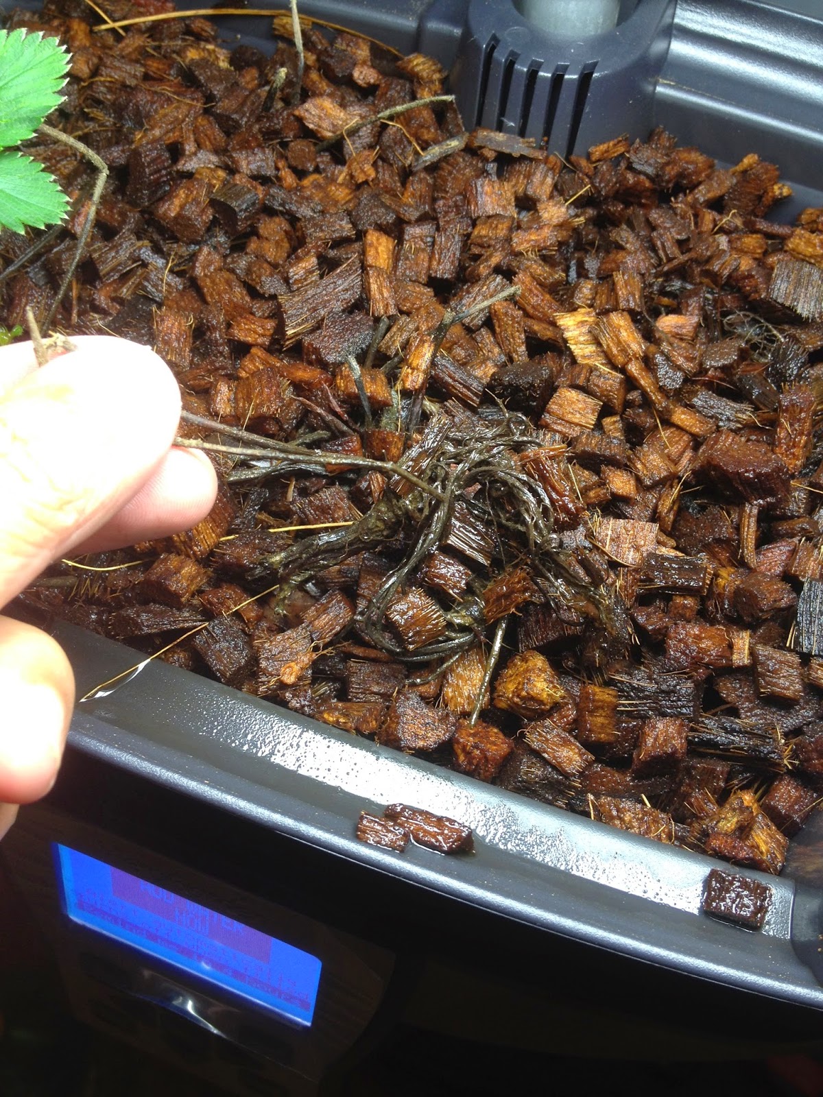 Replacement Aerogarden Strawberries Arrive Indoor Gardening My