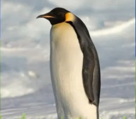 Foto Penguin Emperor