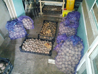 урожай столового картофеля