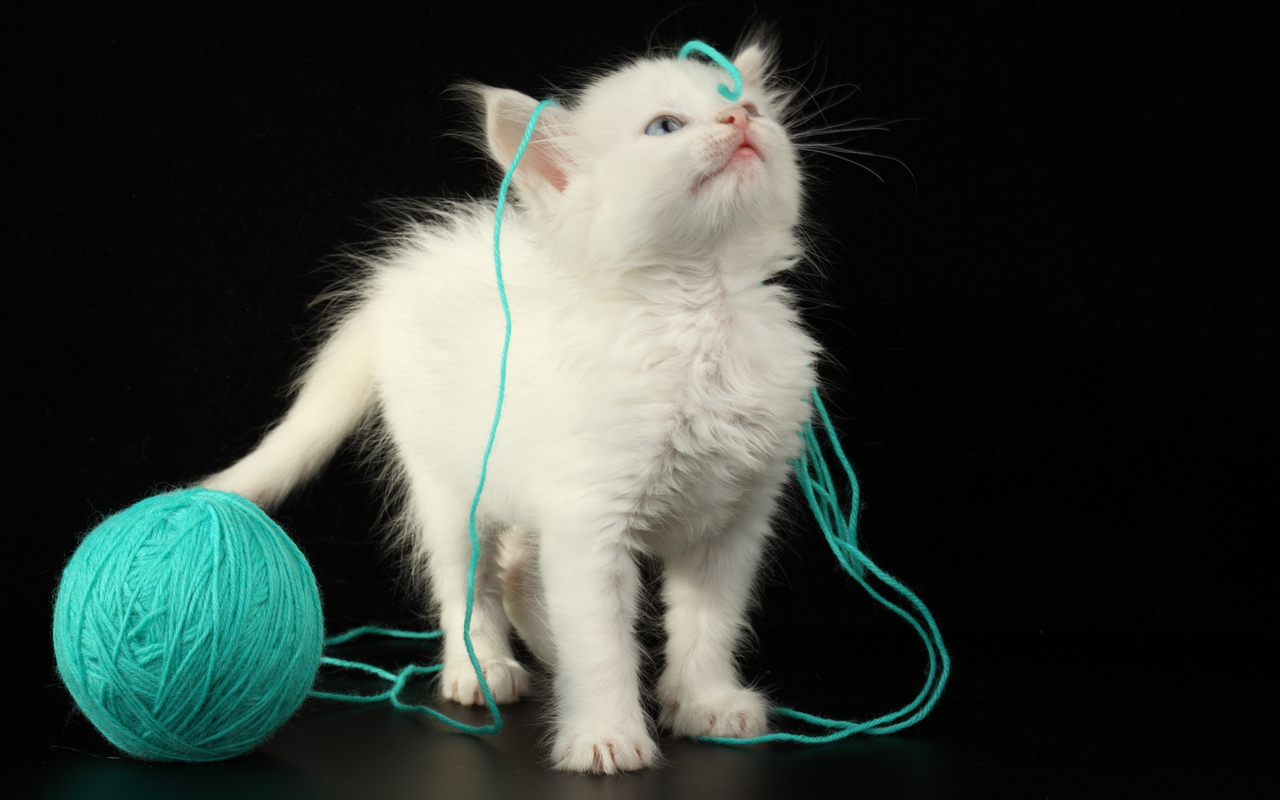 kedi resimleri en guzel kedi resimleri manken yavru kedi resimleri