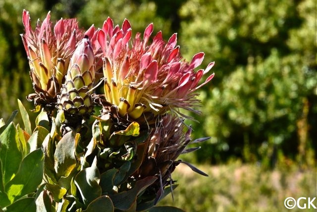 Protea, die Nationalblume Südafrikas.