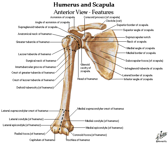 Upper and Lower Limbs Muscles,Skeleton,Knee joint,Hip joint Diagrams