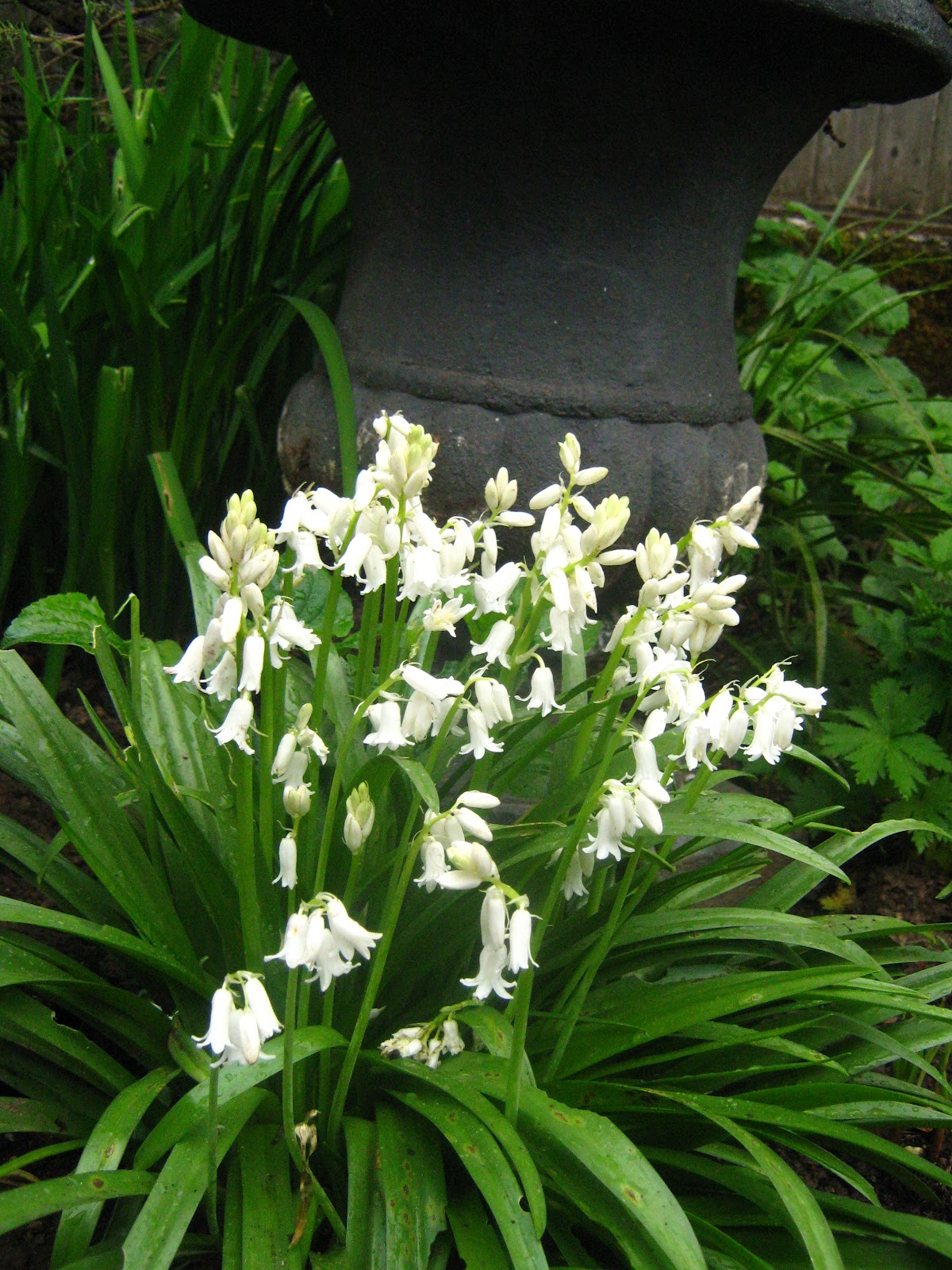 Rindy Mae More Plants