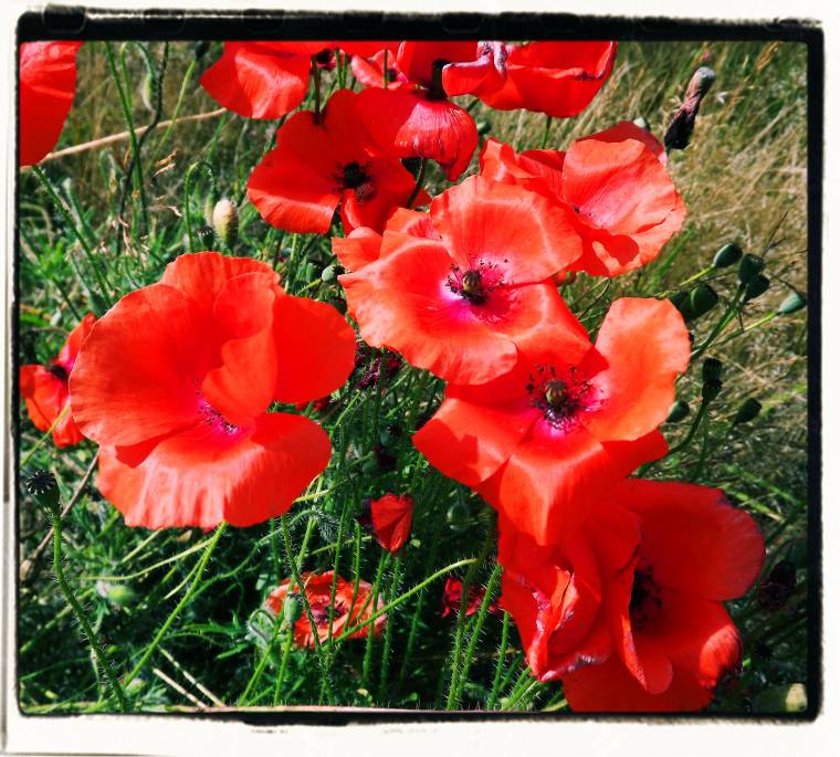 Weekend Flowers: Beautiful Red Poppies To Brighten Up Your Day.