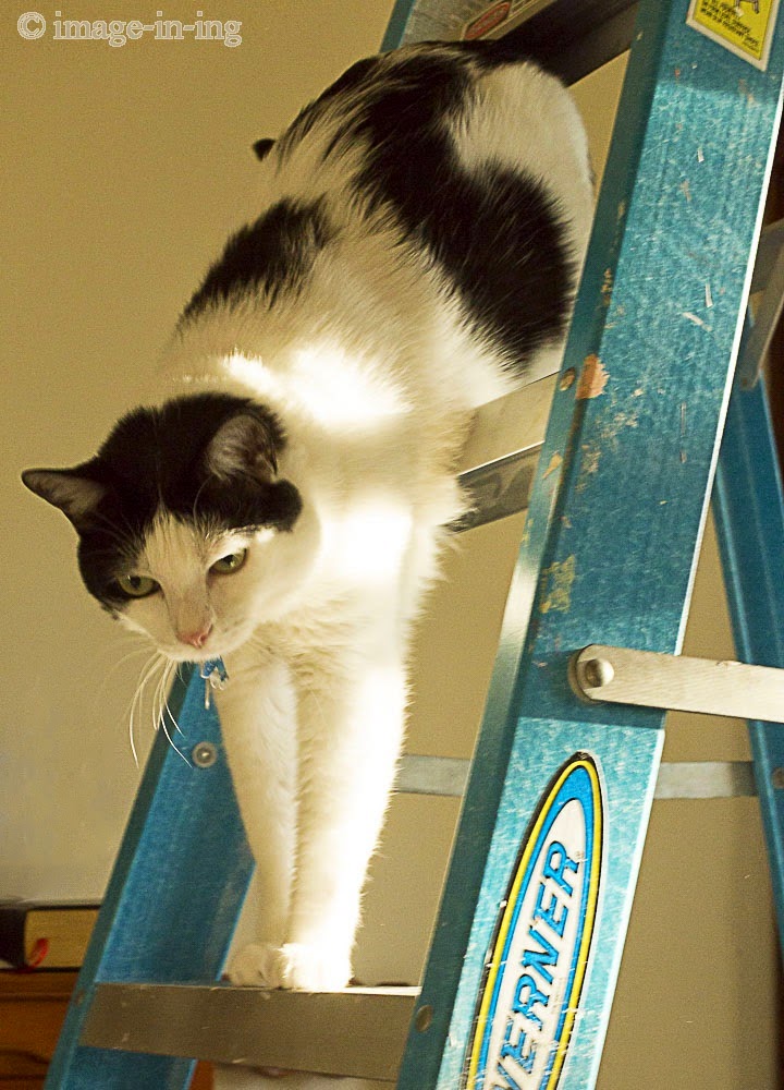 imageining Cat on a ladder