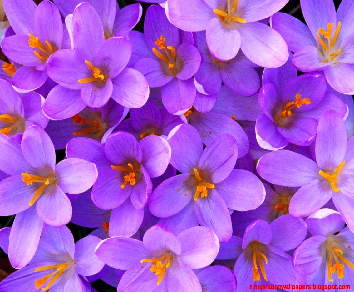 pretty purple flowers flower Picture pretty purple flowers flower Picture