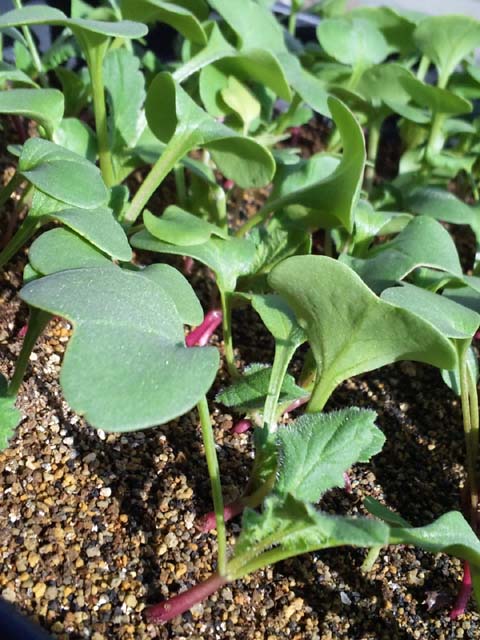 園芸の写真 Engei No Shashin 園芸初心者の東京オヤジが プランターで野菜を作り始めた記録である はつか大根 間引き