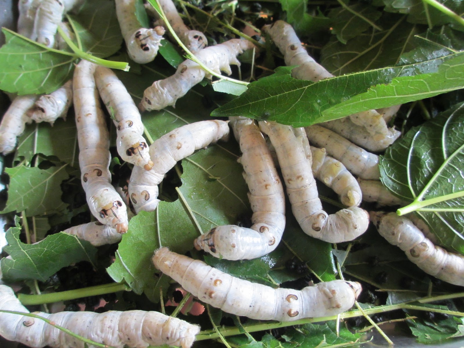 Silkworm Cocoon