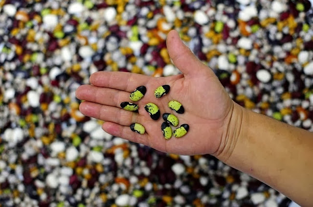 Here are just a handful of seeds that the facility holds. - I Had No Idea This Vault Hidden Deep In The Mountains Even Existed. Let Alone What’s Inside. Here are just a handful of seeds that the facility holds. - I Had No Idea This Vault Hidden Deep In The Mountains Even Existed. Let Alone What’s Inside.