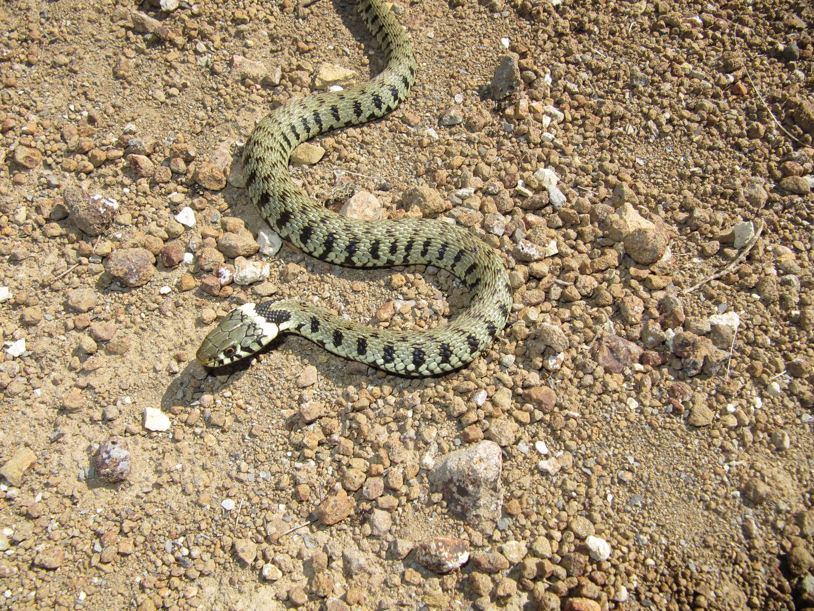Les mystères de la faune et flore méditerranéenne La couleuvre à