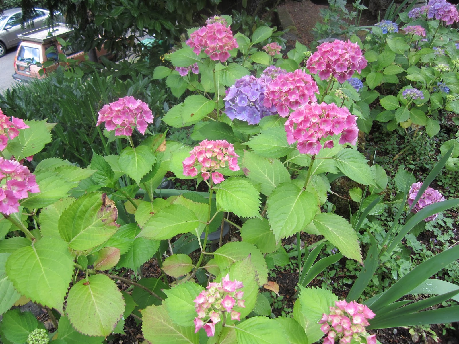 Sprouts Kathleen's Spectacular Shade GardenPortland, OR
