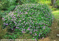 Lantana montevidensis