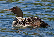 LE CHANT DU HUARD