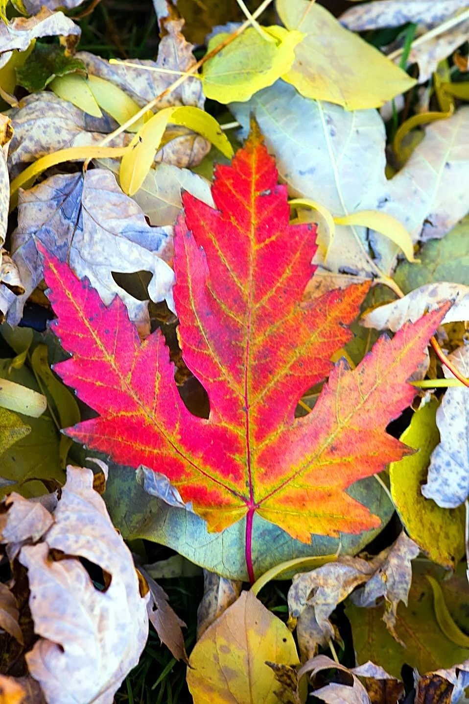 autumn leaf autumn leaf