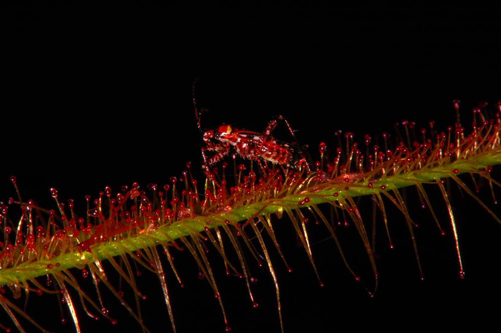Tiny Spotted Bugs