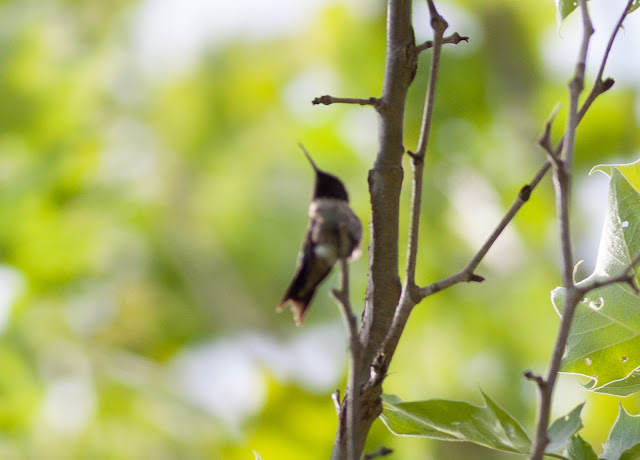 Ruby-throated Hummingbird - Doodletown, New York