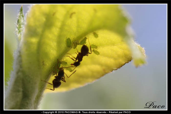 photos en macros de fourmis par Paco artiste peintre illustrateur graphiste