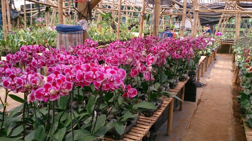 centra anggrek anggrek bulan taiwan phalenopsis hybrid centra anggrek anggrek bulan taiwan phalenopsis hybrid