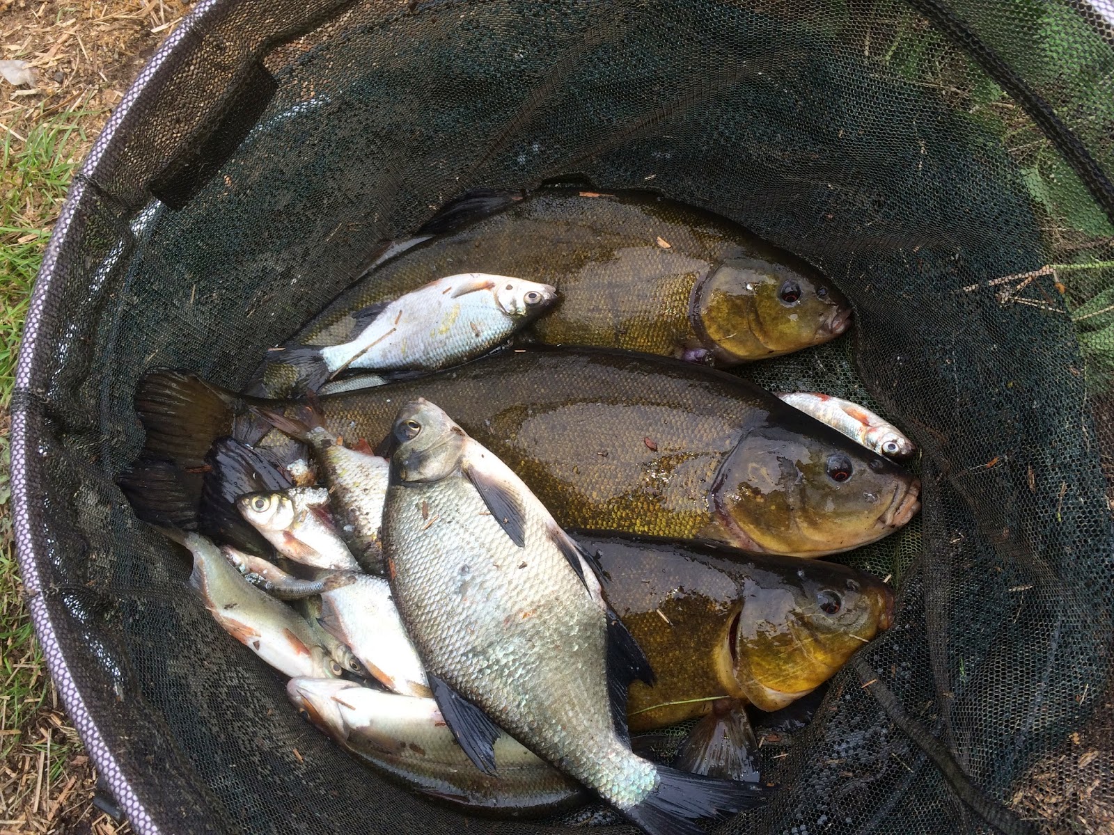 Danny's Angling Blog Baits For Canal Fishing and Tench On The Bridgewater