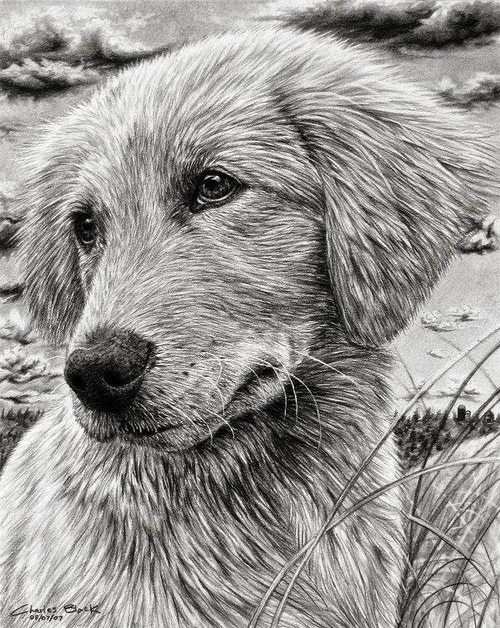 13-Charles-Black-Hyper-Realistic-Pencil-Drawings-of-Dogs-www-designstack-co