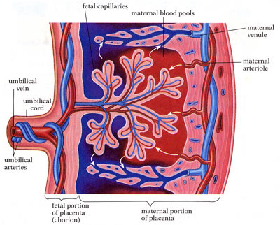 placenta diagram critique of interest between and child on placenta diagram critique of interest between and child on