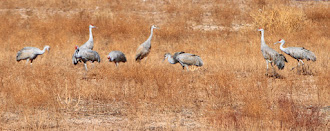 Crane Watch