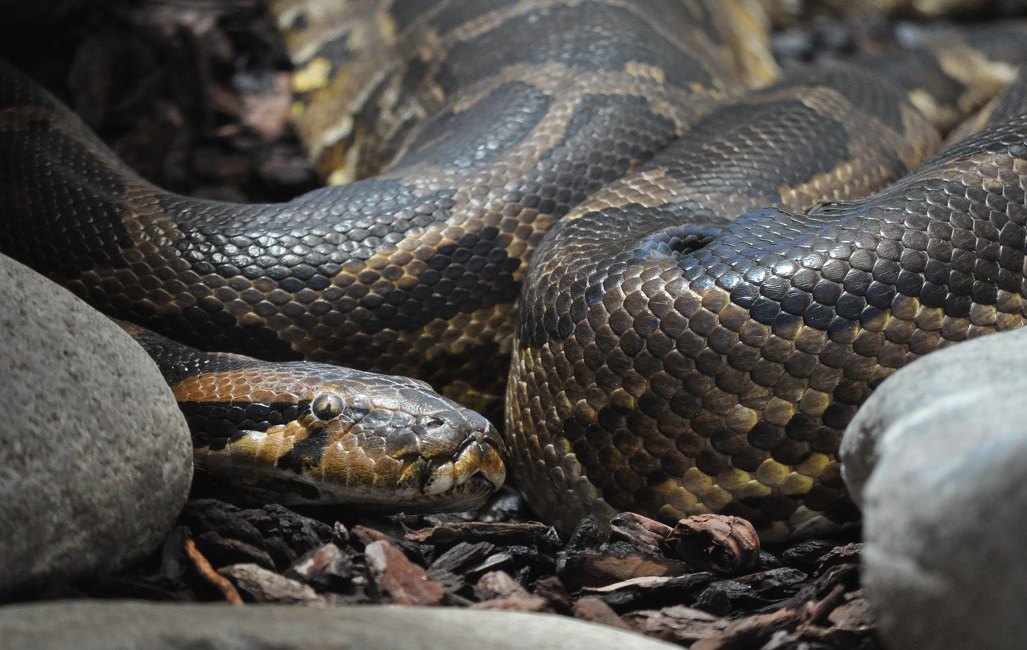 ZOOTOGRAFIANDO (MI COLECCIÓN DE FOTOS DE ANIMALES) PITÓN DE LA INDIA