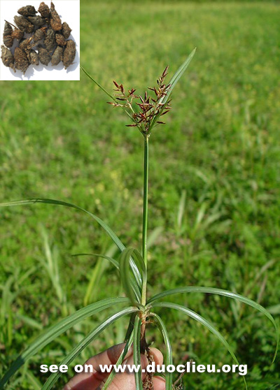 Cyperus rotundus L.