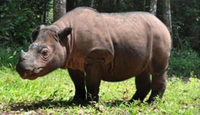 Gambar Foto Hewan: gambar badak sumatera