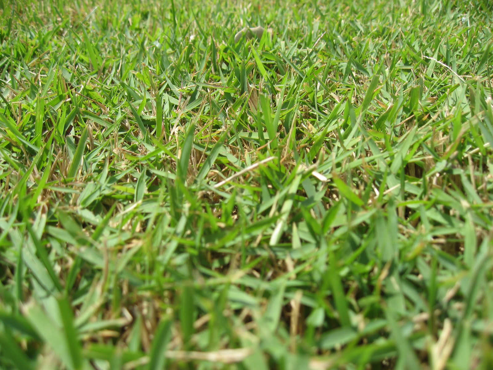 Palisade Zoysia