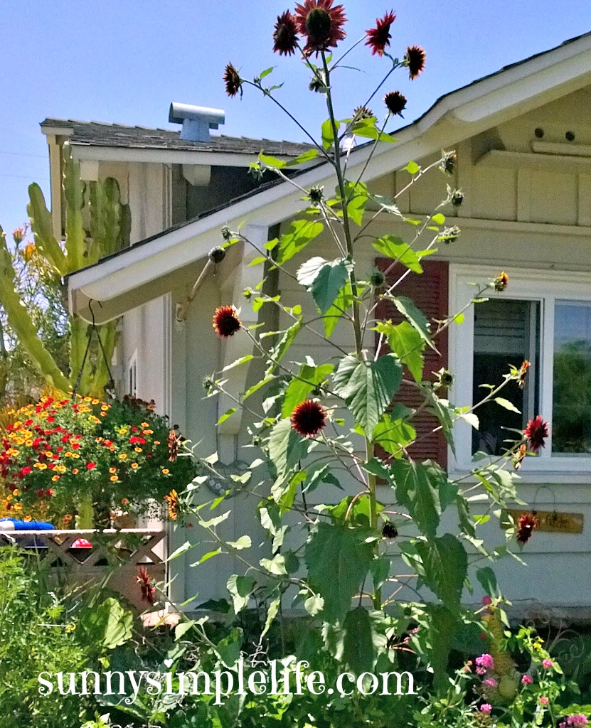 Sunny Simple Life Growing Sunflowers Tips and My Favorites For