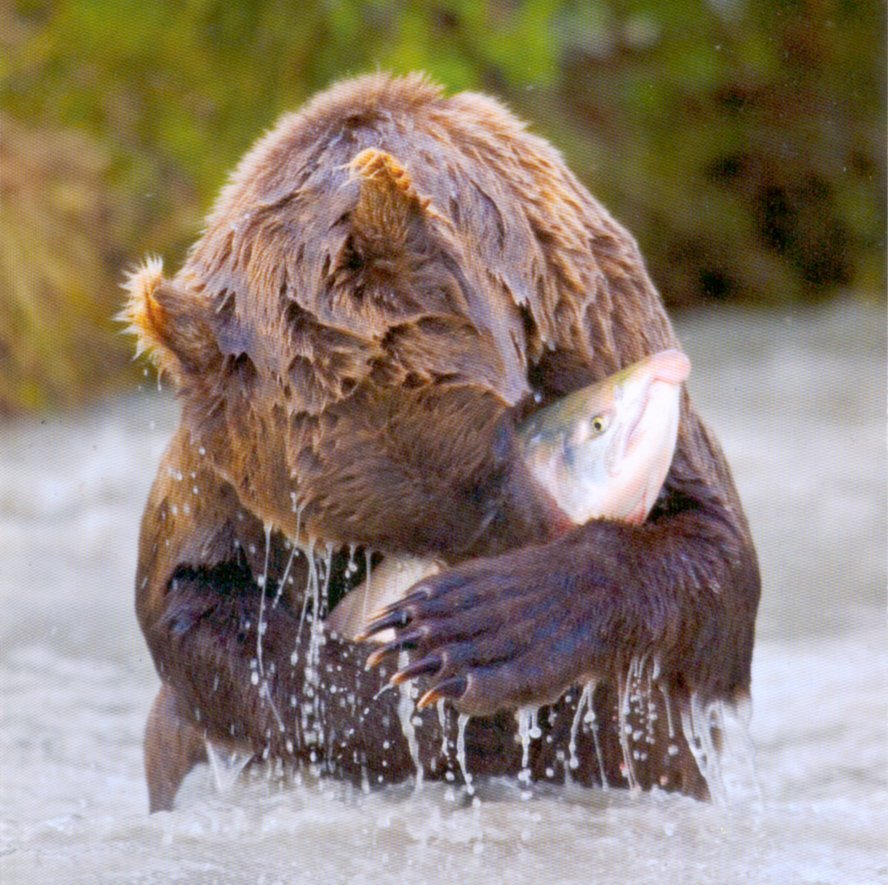 Bearfish.jpg
